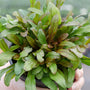 Une main tenant un pot de pépinière avec de l'aiguillat commun « Feathered Friends Fancy Finch Bugleweed ». 