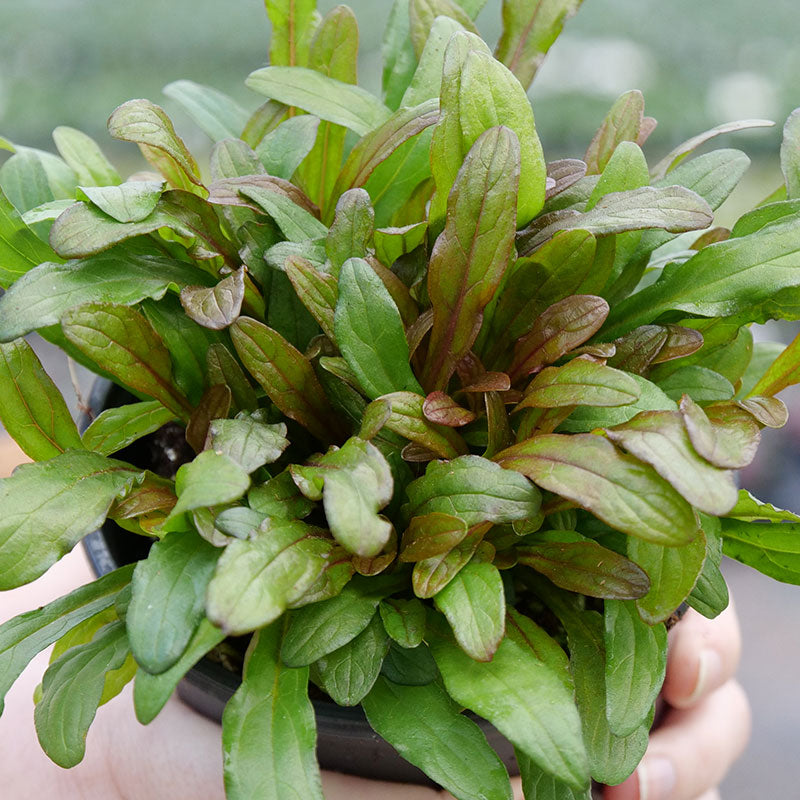 Une main tenant un pot de pépinière avec de l'aiguillat commun « Feathered Friends Fancy Finch Bugleweed ». 