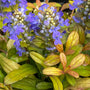 L'Aigrette à fleurs bleues éclatantes et aux feuilles tricolores est appelée « Feathered Friends Fancy Finch Bugleweed ». 