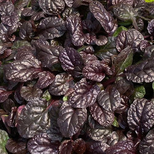Le feuillage de la bugleweed «&nbsp;Feathered Falcon&nbsp;» est d'un violet profond, presque noir. 