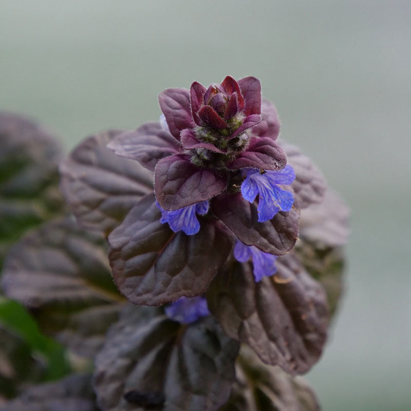Gros plan sur les fleurs bleu cobalt de l'Augsbourg 'Fierce Falcon Bugleweed' (Feathered Friends). 