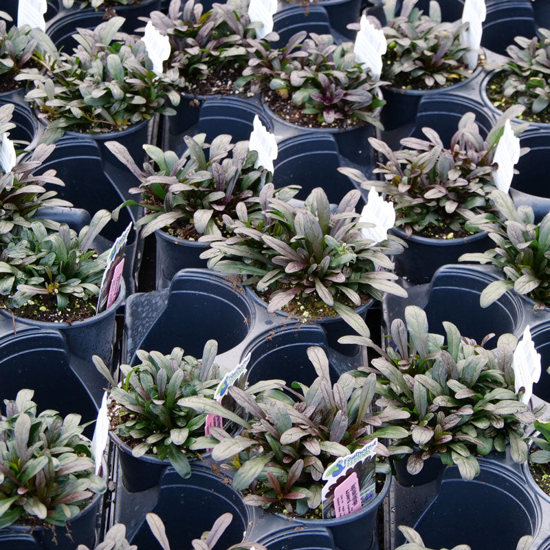 Feathered Friends Noble Nightingale Bugleweeds in nursery pots in trays. 