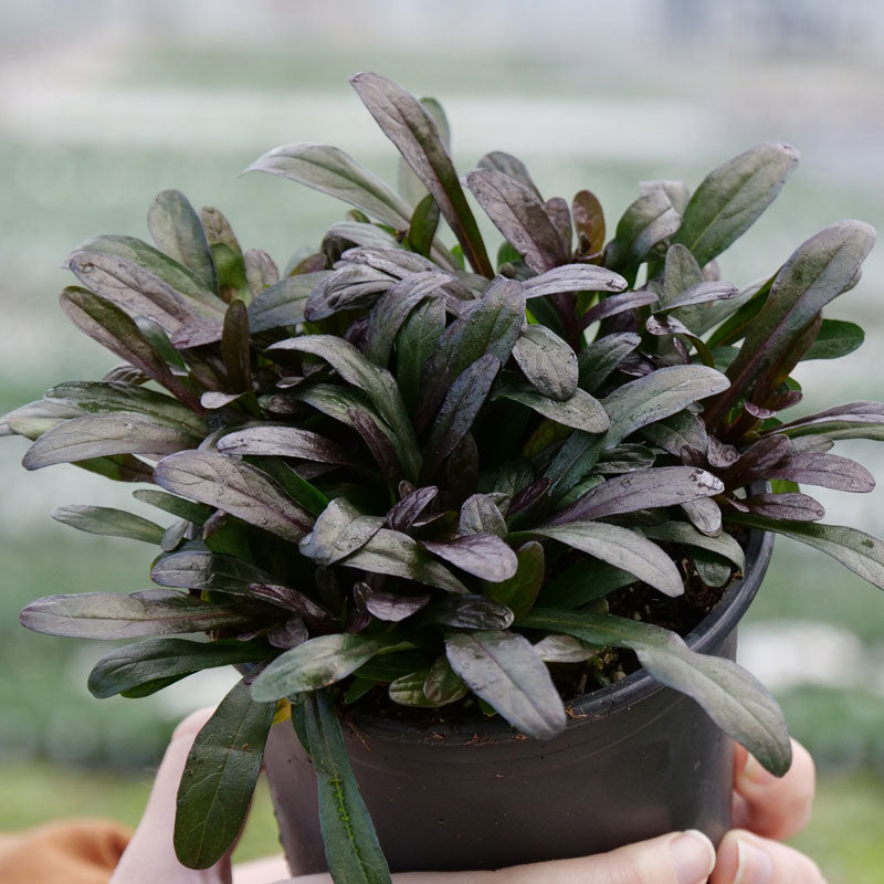 A hand holding a nursery pot with Feathered Friends Noble Nightingale Bugleweed. 