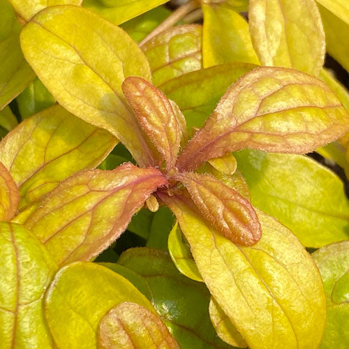 Gros plan sur les feuilles dorées de la Bugleweed Petite Perakeet, de la variété Feathered Friends, ornées de nervures orange. 