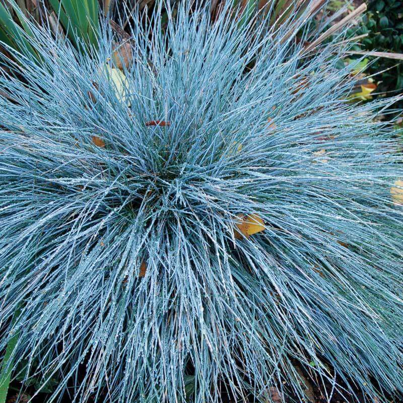 Boulder Blue Blue Fescue with tufts of metallic-blue foliage. 