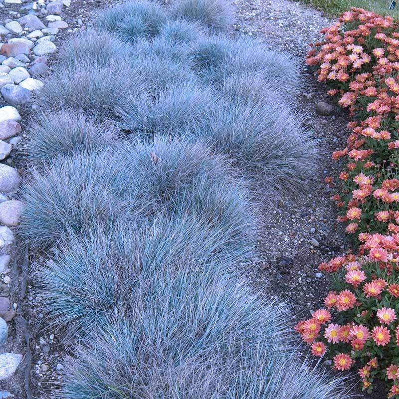 blue grass succulent 'Boulder Blue' Blue Fescue (Festuca)