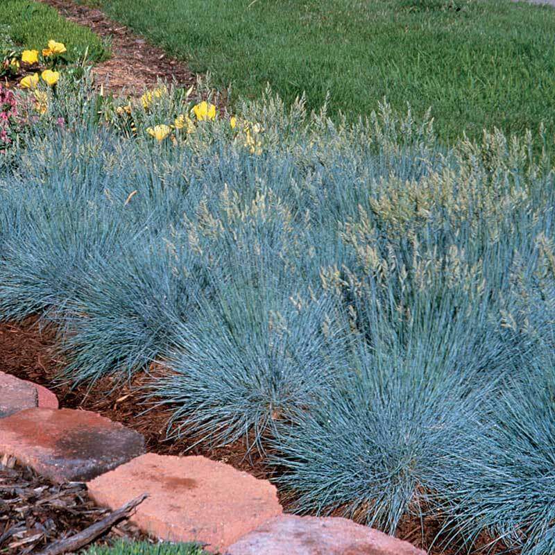 Numerous Boulder Blue Blue Fescue planted in a landscape. 