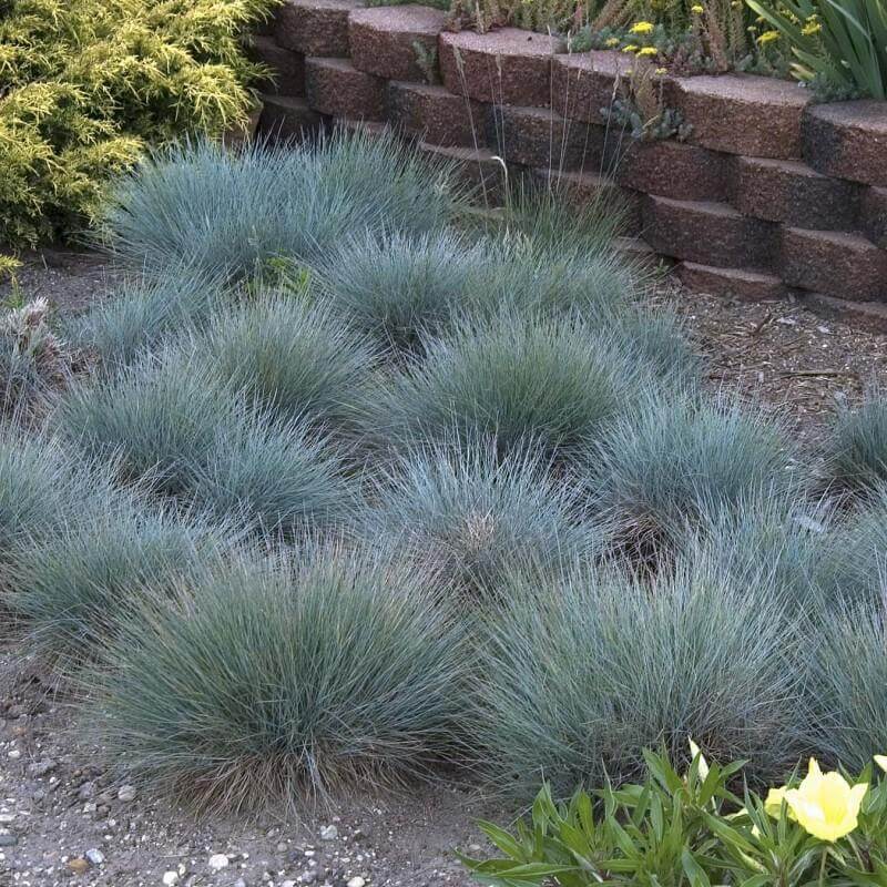Mounds of Boulder Blue Blue Fescue with metallic-blue foliage in a landscape. 