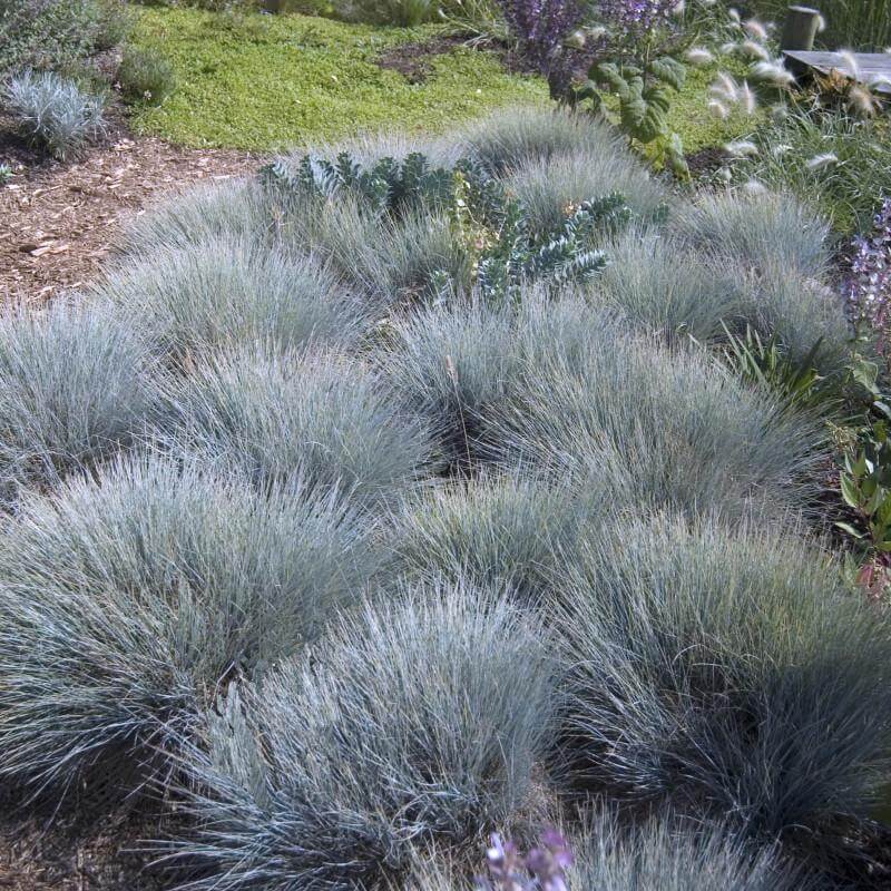 Mounds of Boulder Blue Blue Fescue with silver blue foliage in a garden. 
