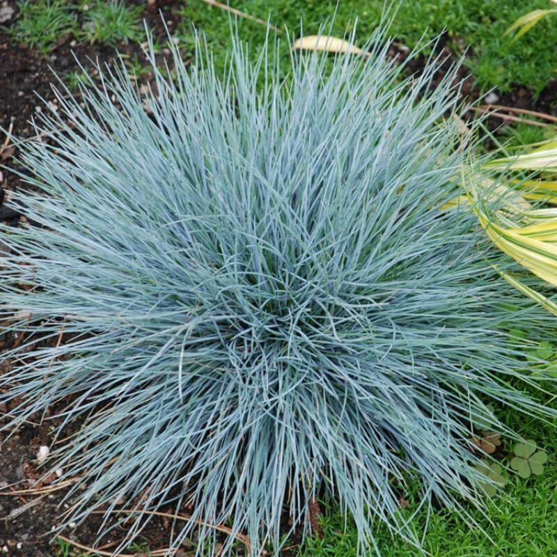 Boulder Blue Blue Fescue with a globe-shaped habit and blue foliage in a garden. 