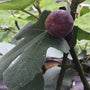Close-up of a purple-brown fig on Chicago Hardy Fig.