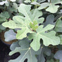 Chicago Hardy Fig with distinct broad leaves in a pot in a greenhouse. 