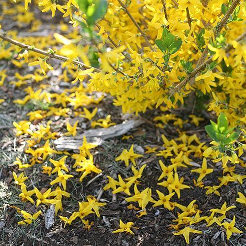 Flying Machine Forsythia flowers carpeting the ground in yellow beneath the plant. 