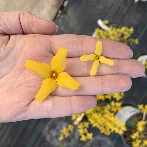 A hand holding a Flying Machine Forsythia flower and another smaller forsythia flower to compare size. 