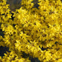 Flying Machine Forsythia with extra large yellow flowers