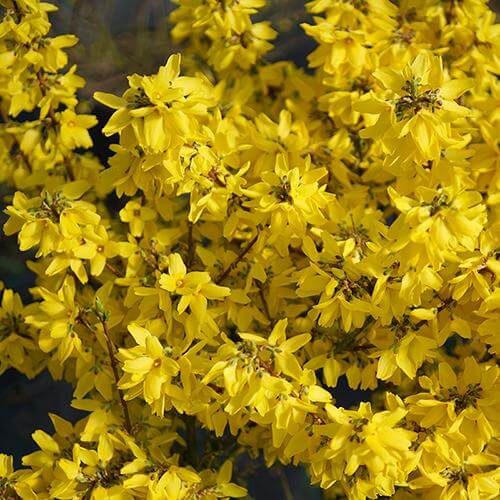 Flying Machine Forsythia with extra large yellow flowers
