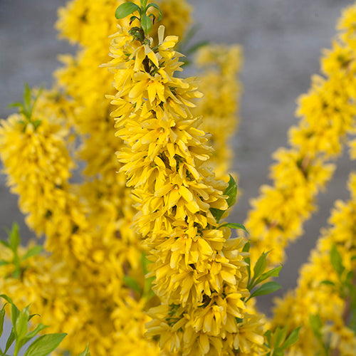 Show Off Forsythia has ideal colorful hedges and landscaping