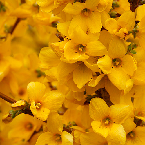 Proven Winners Forsythia Show Off - Thumbnail 4