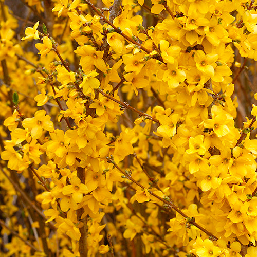Show Off Forsythia can grow in shade