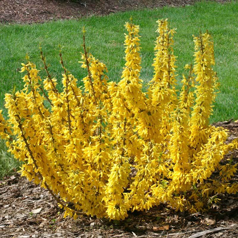 Le forsythia Show Off Sugar Baby est d'un jaune éclatant en pleine floraison.