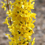 Le forsythia « Show Off Sugar Baby » est une variété classique de couleur printanière qui pousse presque partout.