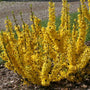 Le forsythia Show Off Sugar Baby est une plante ornementale robuste qui pousse dans les sols difficiles, voire argileux.