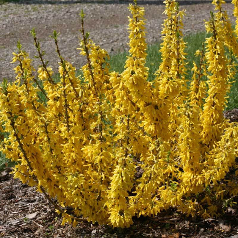 Le forsythia Show Off Sugar Baby est une plante ornementale robuste qui pousse dans les sols difficiles, voire argileux.