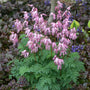 Fringed Bleeding Heart with pink heart-shaped flowers and fern-like foliage. 