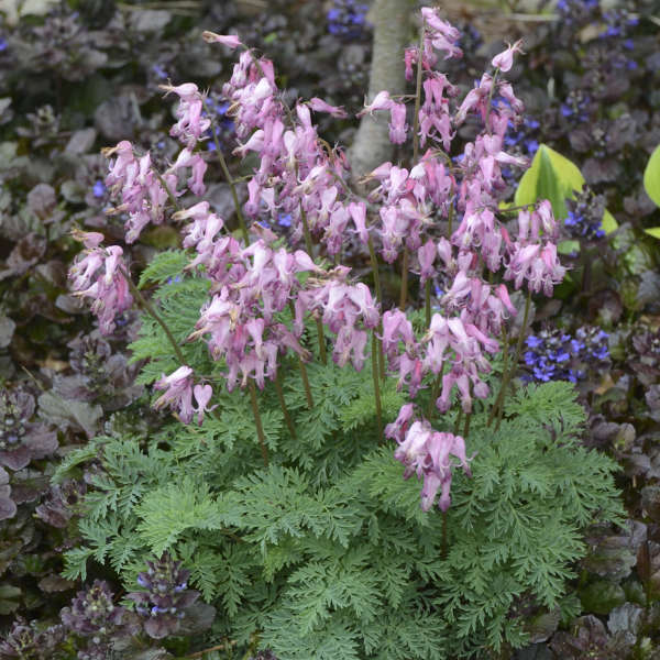 Fringed Bleeding Heart with pink heart-shaped flowers and fern-like foliage. 