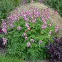 Fringed Bleeding Heart with clusters of heart-shaped flowers floating above lacy foliage. 