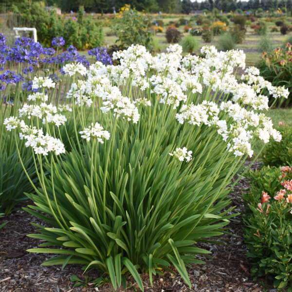 large white lily like flower 'Galaxy White' Lily of the Nile (Agapanthus)