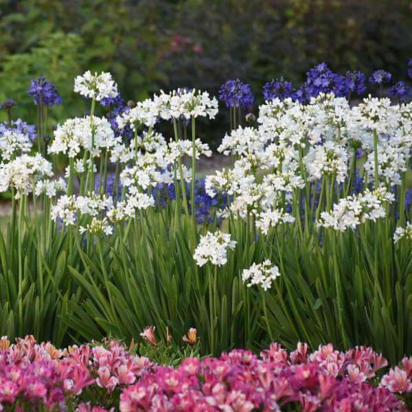 A row of Galaxy White Lily of the Nile in a garden. 