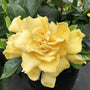 A buttery yellow Golden Magic Gardenia bloom in a black nursery pot in a greenhouse. 