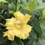 Golden Magic Gardenia with a buttery yellow bloom and handsome green foliage. 