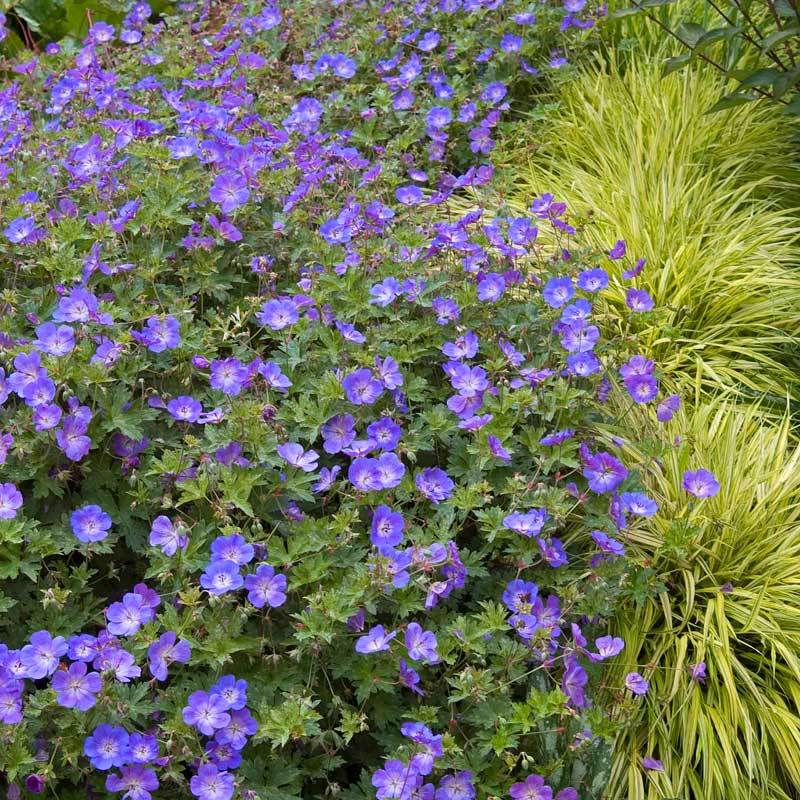 Rozanne Cranesbill grows quickly filling your garden