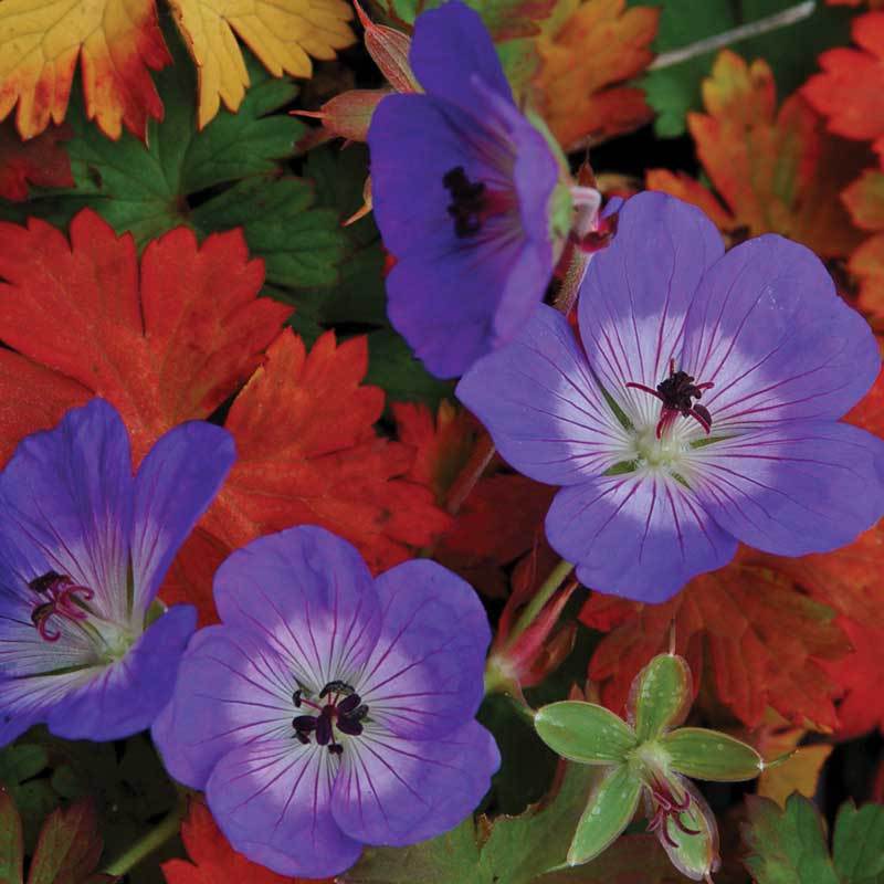 Rozanne Cranesbill has masses of violet blue flowers that attracts butterflies