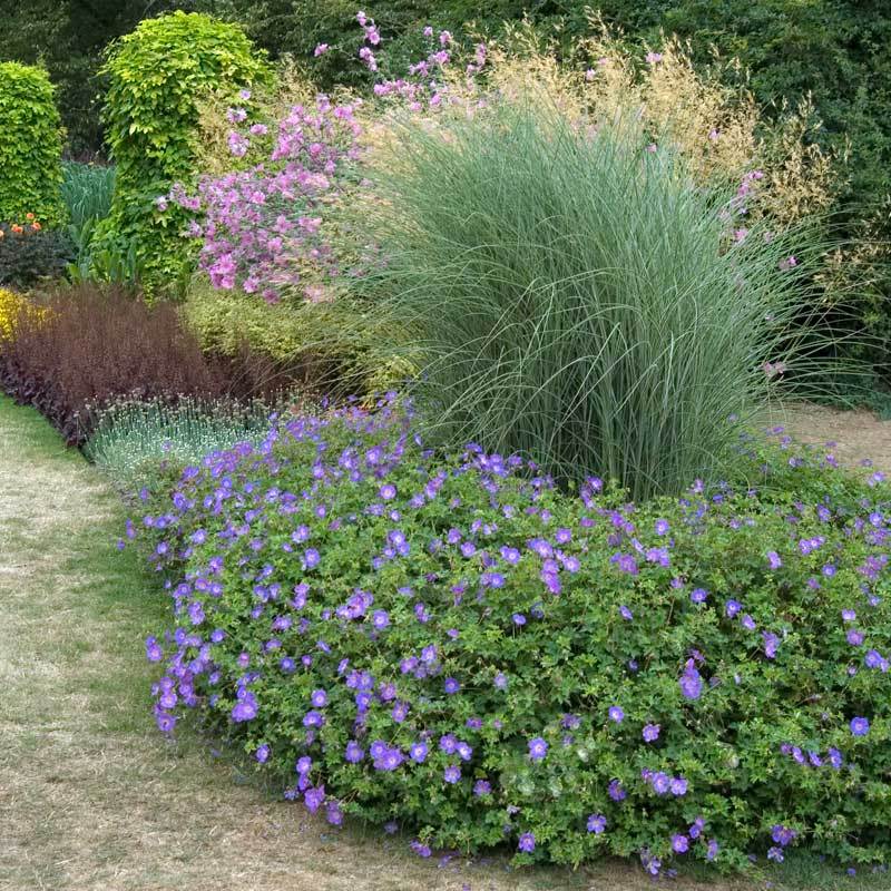 Rozanne Cranesbill is heat and drought tolerant