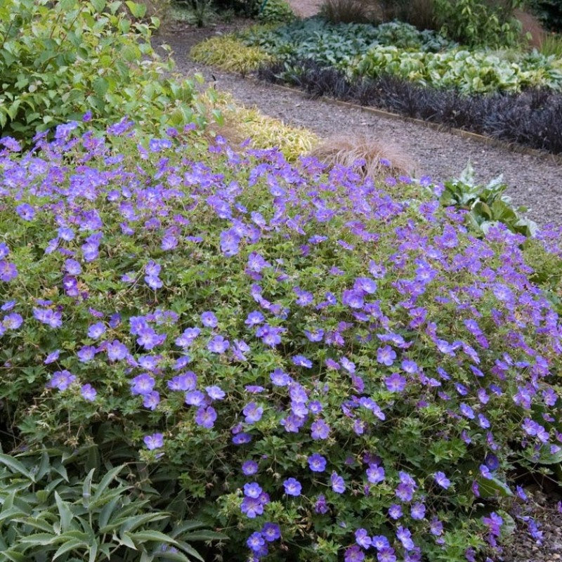 Rozanne Cranesbill can be planted as ground cover, specimen plant, or in a hanging basket