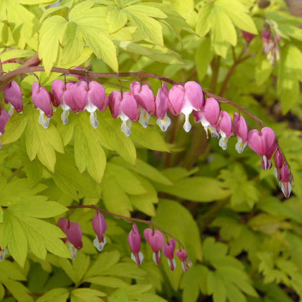 La Cœur-de-Marie doré, en forme de cœur rose et blanc, fleurit sur une tige arquée couleur pêche. 