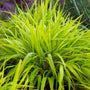 All Gold Japanese Forest Grass with lush bright green color speckled with dew drops. 