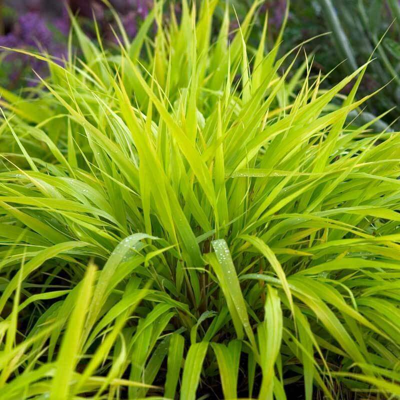 All Gold Japanese Forest Grass with lush bright green color speckled with dew drops. 