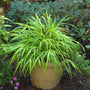 All Gold Japanese Forest Grass planted in a tan container. 