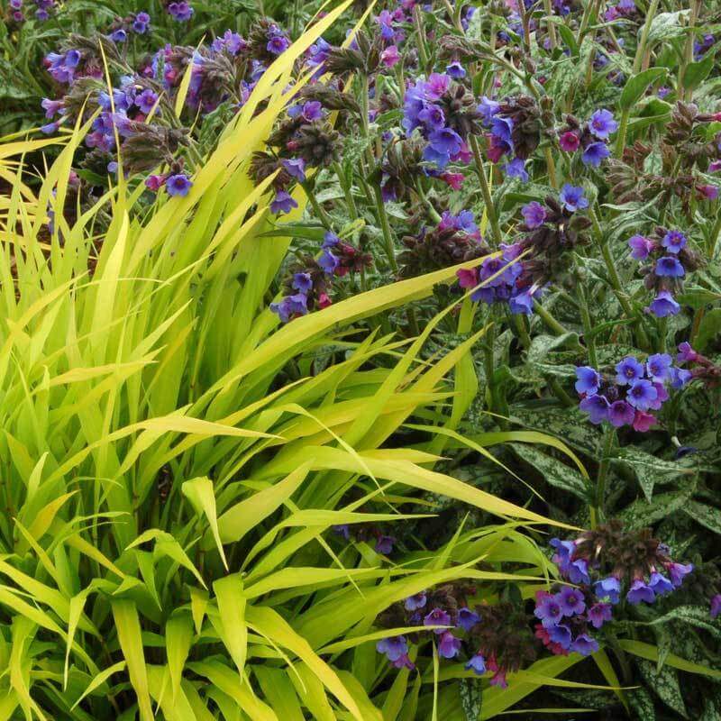 All Gold Japanese Forest Grass planted next to a colorful plant in a landscape.