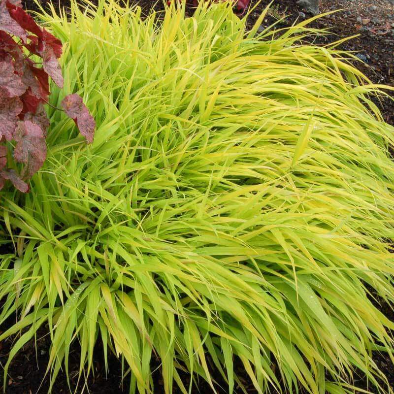 All Gold Japanese Forest Grass with its bright green foliage in landscape beside red coral bells
