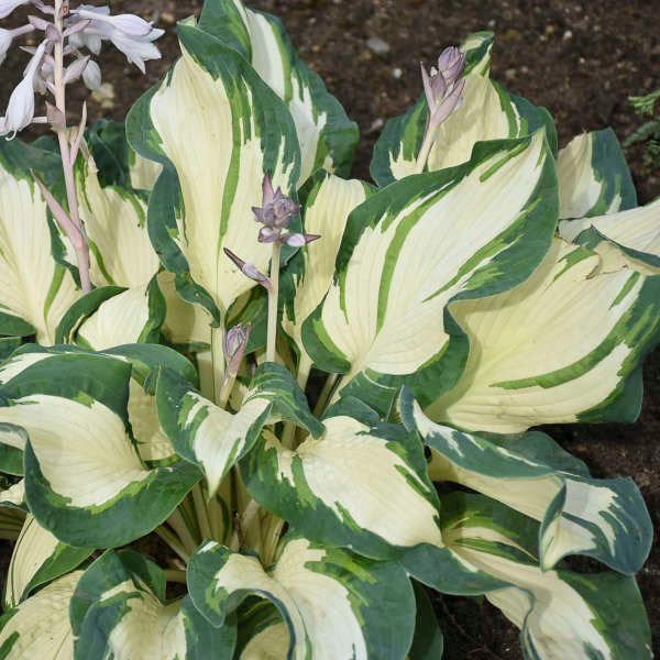 Hans Hosta with green and creamy white variegated leaves and pale lavender flowers. 