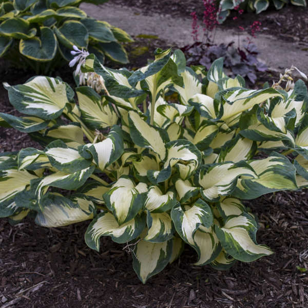 Hans Hosta with green and white ruffled variegated leaves. 