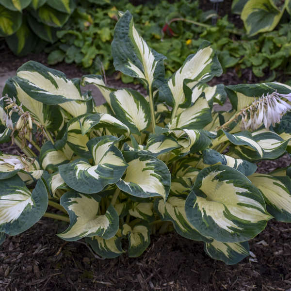 Hans Hosta with green and white variegated foliage in a garden. 