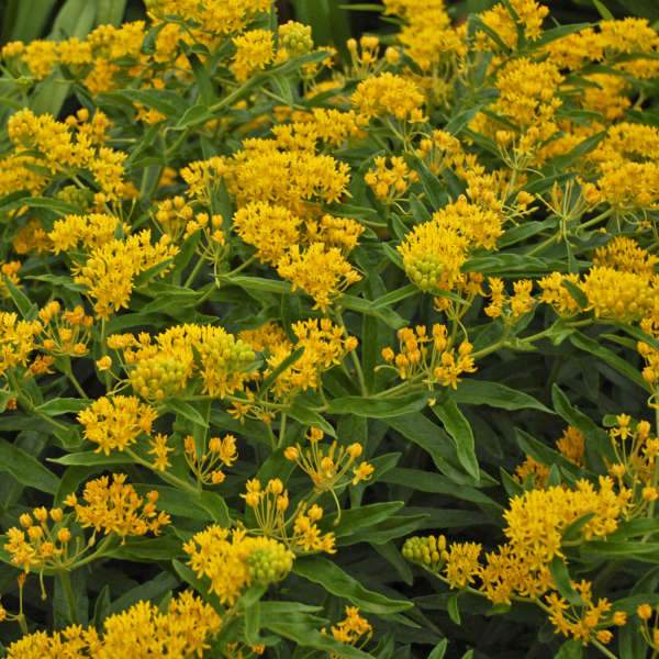 Hello Yellow Milkweed with cheery yellow flower clusters and green foliage. 