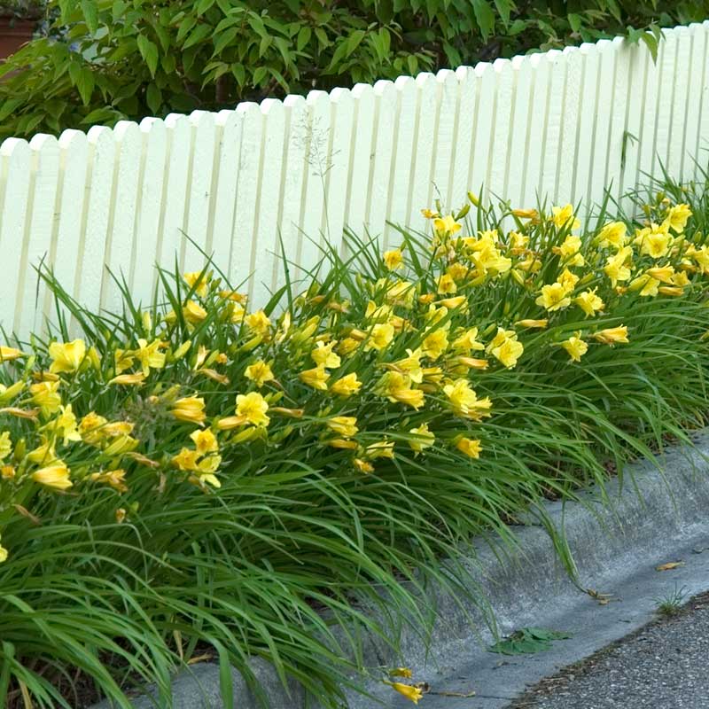 A row of Happy Returns Daylilies lining a road. 