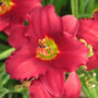 Close-up of a red Pardon Me Daylily bloom. 